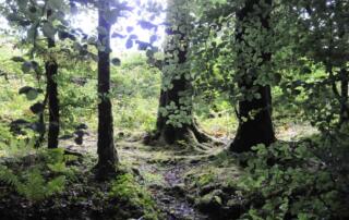 ballycuggaran forest
